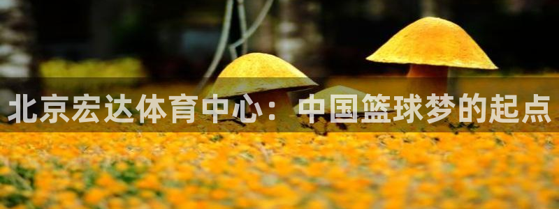 意昂4五金厂：北京宏达体育中心：中国篮球梦的起点